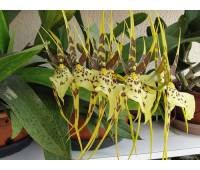 Brassia Eternal Wind 'Summer Dream'