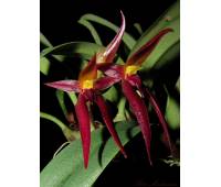 Bulbophyllum nymphopolitanum