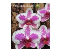 Phalaenopsis PH 028 Butterfly Beauty