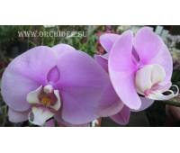 Phalaenopsis PH 046 Hilo Lip