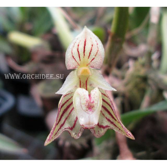 Bulbophyllum ambrosia