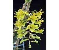 Dendrobium cerinum