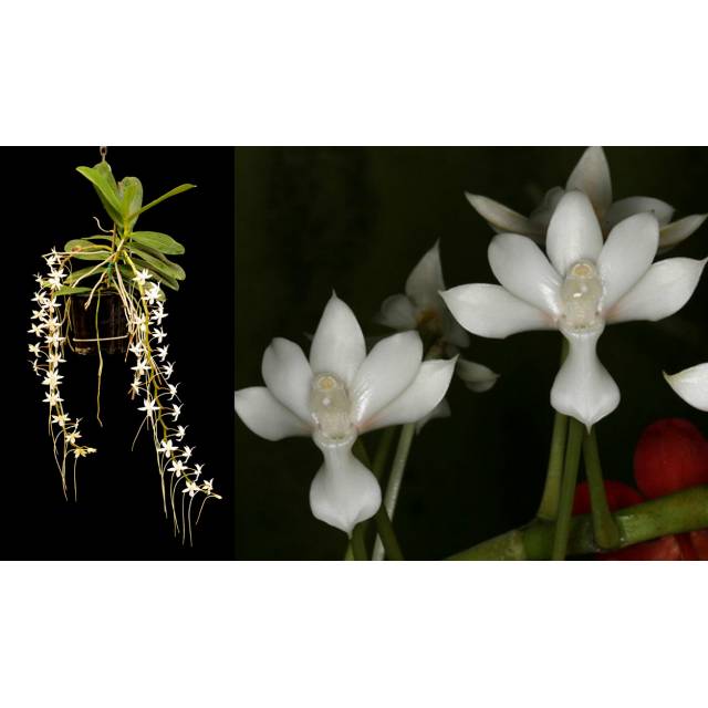 Aerangis ellisii