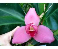 Angulocaste Red Jewel "Red Baby" x (Lycaste Gayser Gold x Lycaste Shonan Harmony)