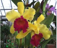 Brassolaeliocattleya Alma Kee 'Tipmalee' FCC/CST, AM/AOS