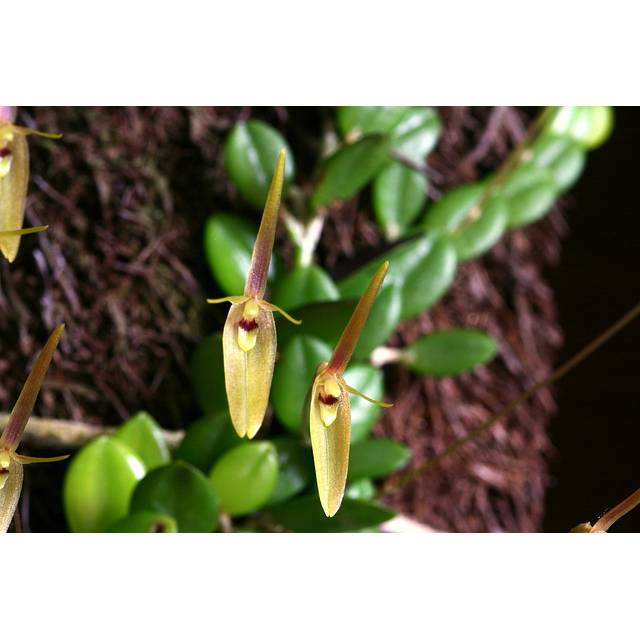 Barbosella cogniauxiana