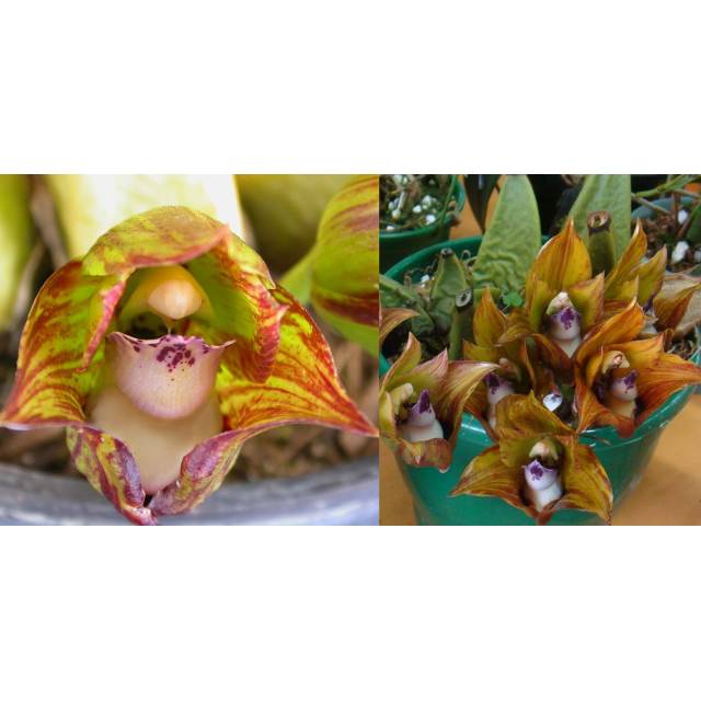 Bifrenaria tetragona