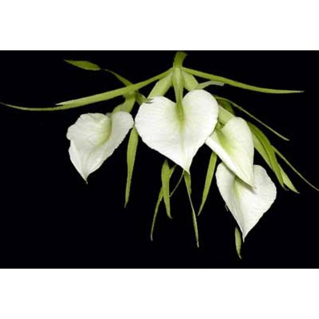 Brassavola nodosa