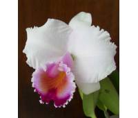 Cattleya quadricolor tipo XXX x Cattleya quadricolor 'Rainha'