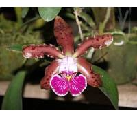 Cattleya schilleriana 'Sem ID'