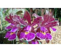 Cattleya schilleriana sem pintas x Cattleya schilleriana petalas largas