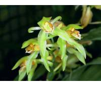 Coelogyne chloroptera