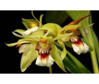 Coelogyne marmorata