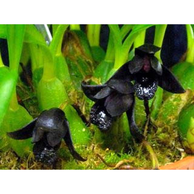Maxillaria schunkeana