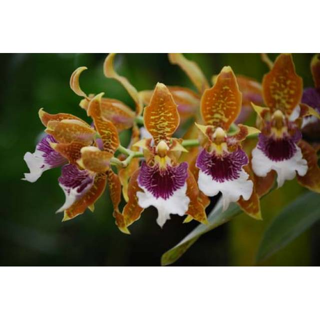 Odontoglossum harryanum