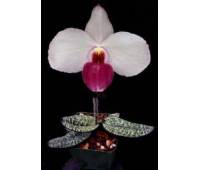 Paphiopedilum delenatii fma. vinicolor