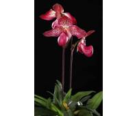 Paphiopedilum Gloria Naugle (rothschildianum x micranthum)