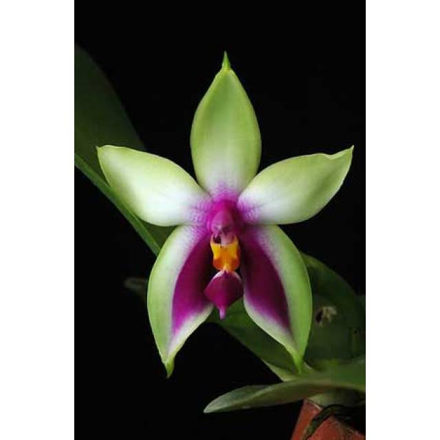 Phalaenopsis bellina (wild) x Phalaenopsis bellina (wild)