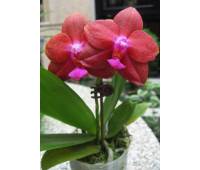 Phalaenopsis Fusheng's World 'FS'