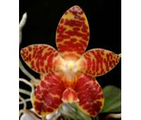 Phalaenopsis gigantea x Brother Ambo Passion