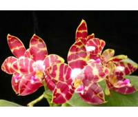Phalaenopsis Hannover Passion