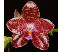 Phalaenopsis Joey (gigantea x lueddemanniana)