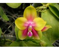 Phalaenopsis KS Happy Eagle