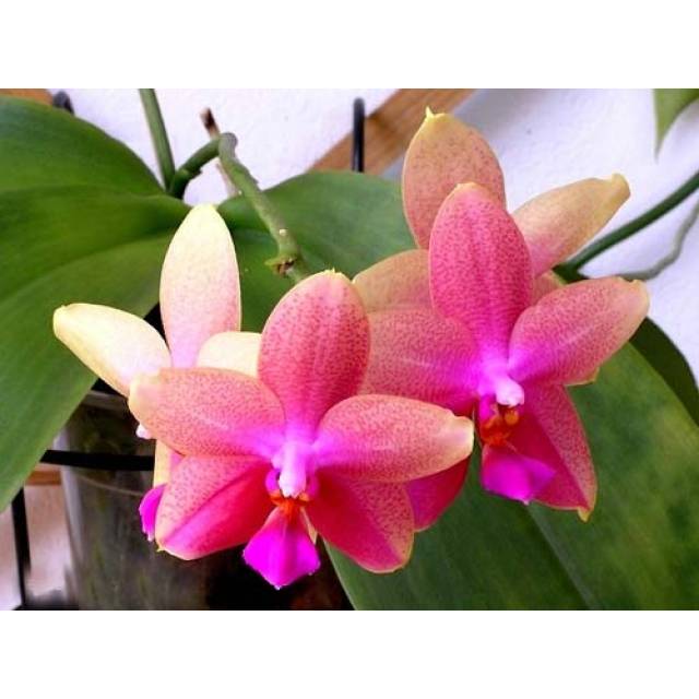 Phalaenopsis Liodoro (Phalaenopsis Deventeriana x Phalaenopsis violacea)