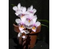 Phalaenopsis Liu's Rainbow