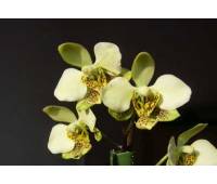 Phalaenopsis stuartiana (green x yellow)