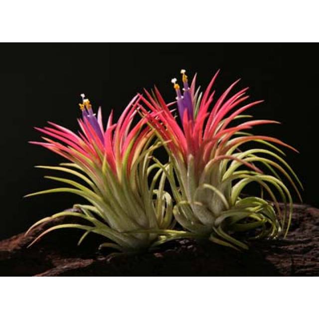 Tillandsia ionantha fuego