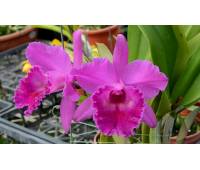 Brassolaeliocattleya Guanmiau City x B.digbyana 