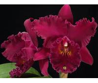 Brassolaeliocattleya Chia Lin 'New City' 