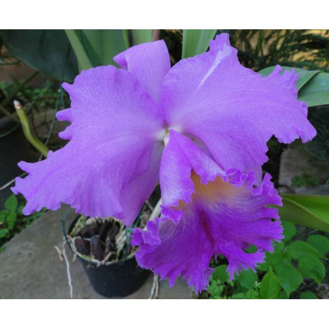 Brassolaeliocattleya Pamela Finney x Brassolaeliocattleya Rosa Galante