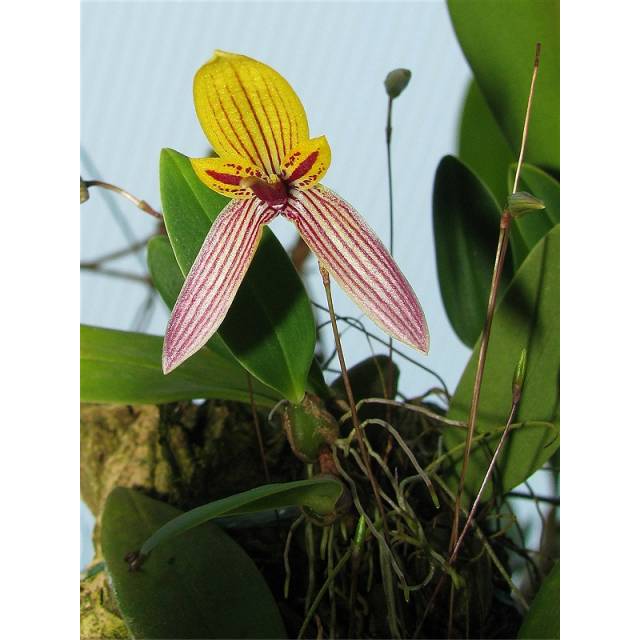 Bulbophyllum bolsteri