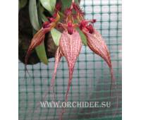 Bulbophyllum rothschildianum