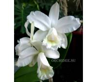 Cattleya intermedia var alba 'NN'
