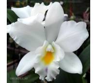 Cattleya hybrid 07