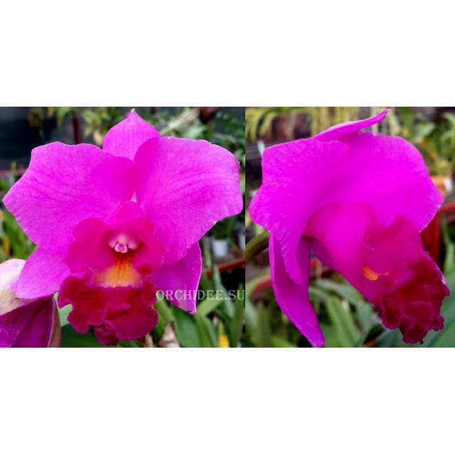 Cattleya Purple hybrid