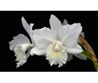 Cattleya Weddling Song Hawaii