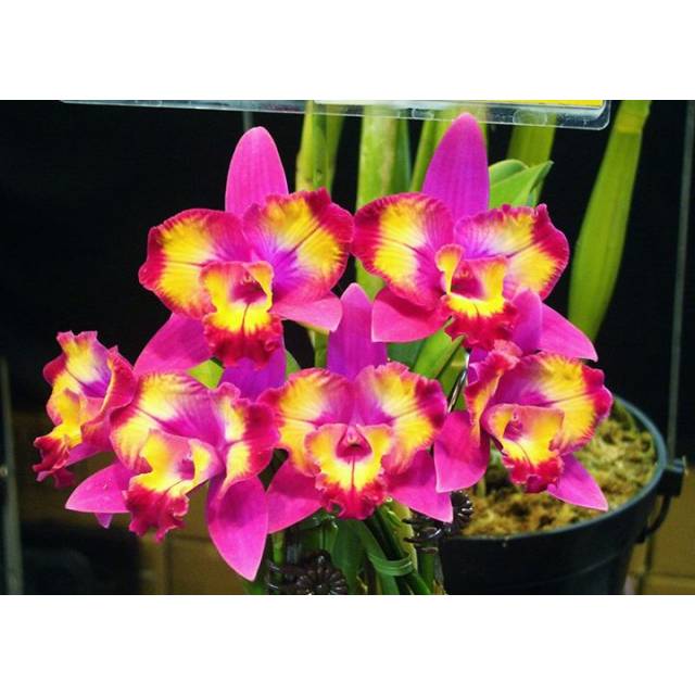 Cattleya Hawaiian Splash 'Lea' BM/JOGA 