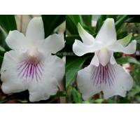 Cochleanthes amazonica