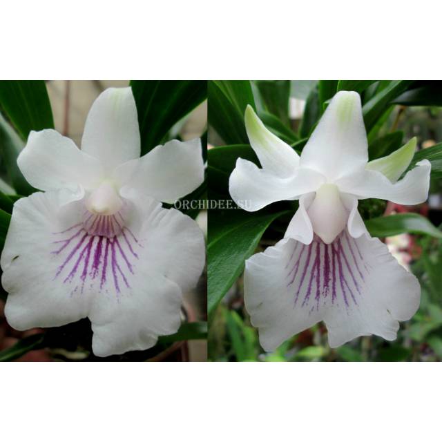 Cochleanthes amazonica
