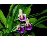 Cochleanthes discolor