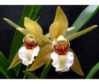 Coelogyne lawrenceana