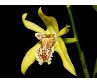 Coelogyne marthae