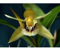 Coelogyne fimbriata