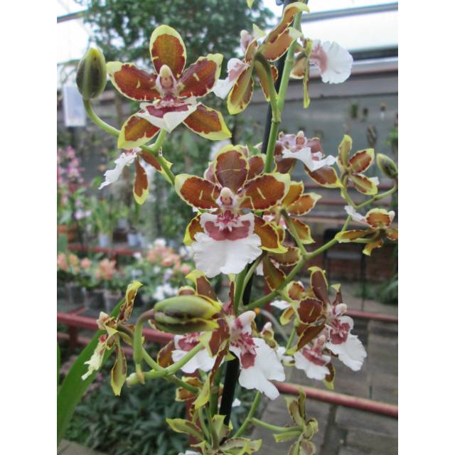Colmanara Jungle Monarch