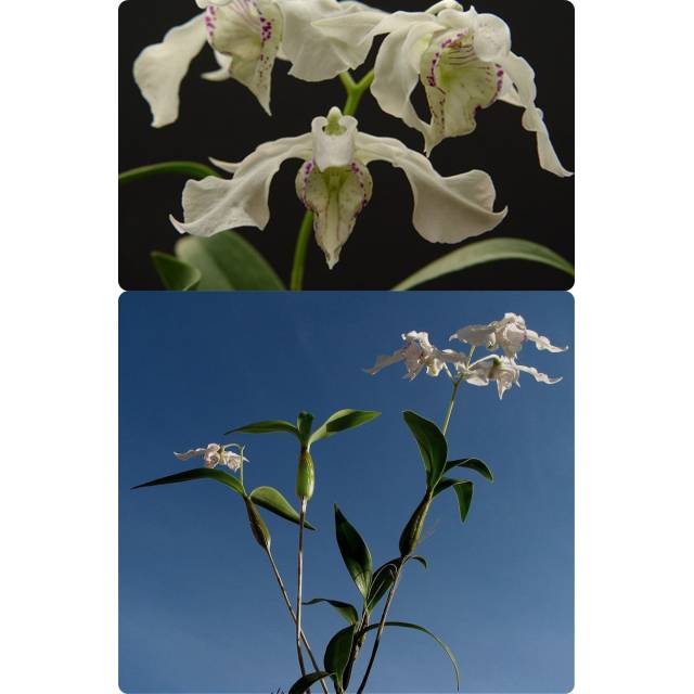 Dendrobium rhodostictum