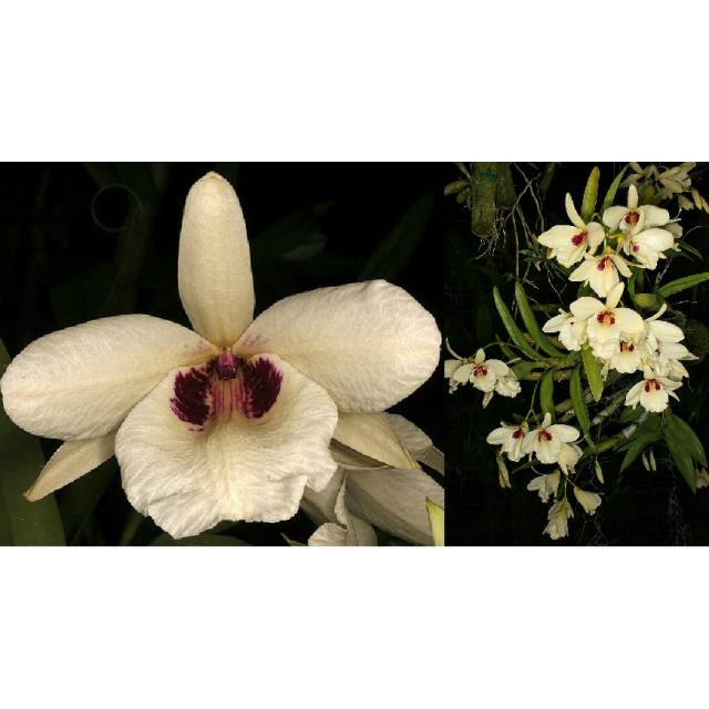 Dendrobium albosanguineum